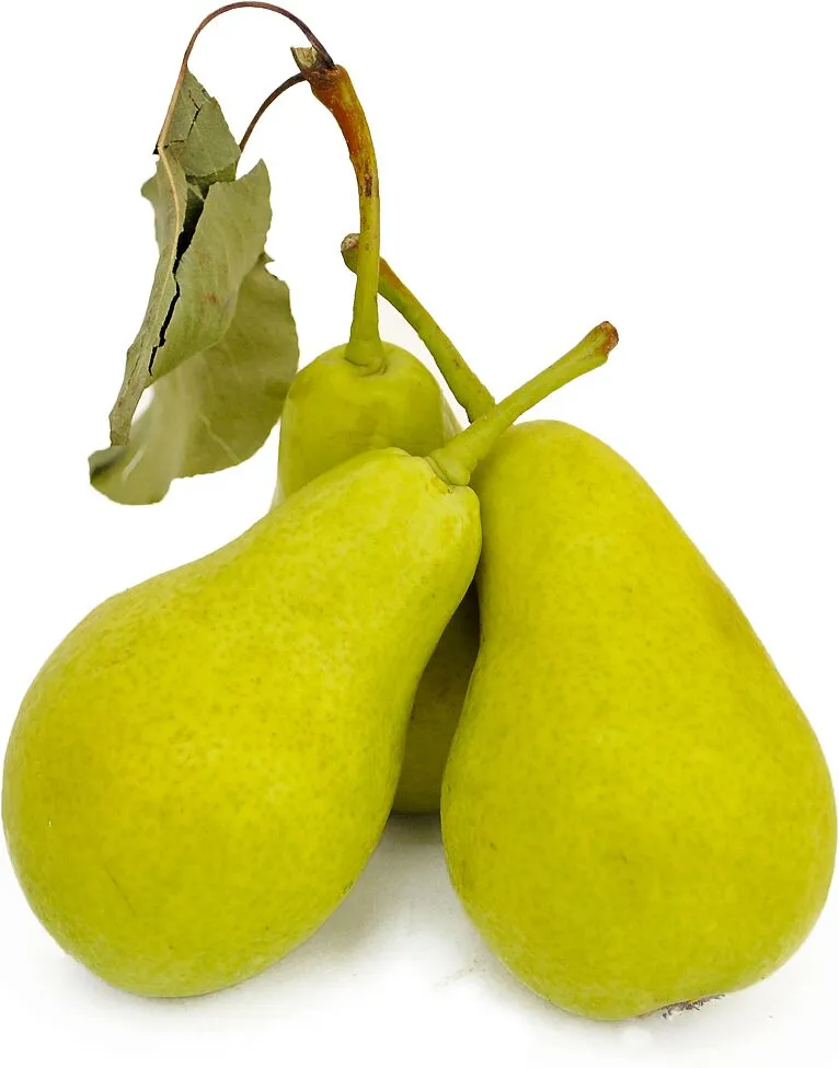 Տանձ «Մալաչա» 