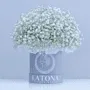 Ծաղկային կոմպոզիցիա «Latona Adana»