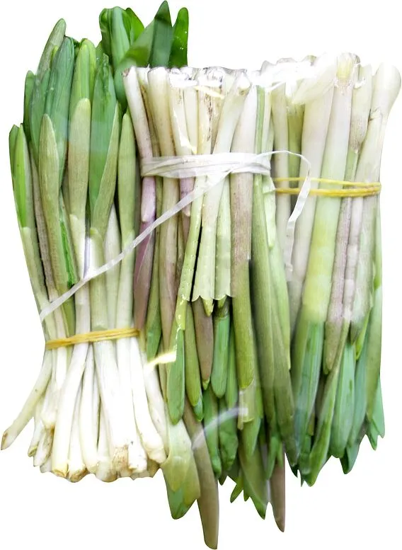 Սինդրիկ