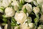 Էքսկլյուզիվ կոմպոզիցիա «SAS Flowers by Villani»