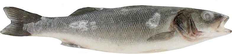 Ձուկ Սիբաս «Polar»
