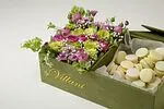 Էքսկլյուզիվ կոմպոզիցիա «SAS Flowers by Villani»